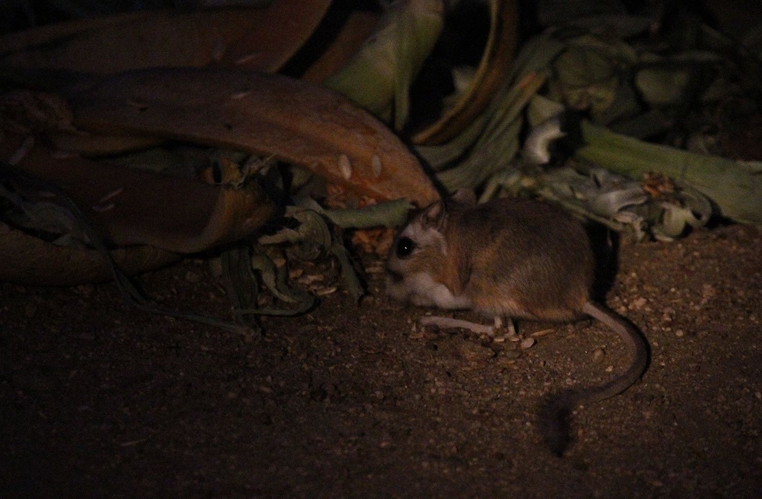 Merriam's Kangaroo Rat in San Bernardino County, California (7/13/2015).