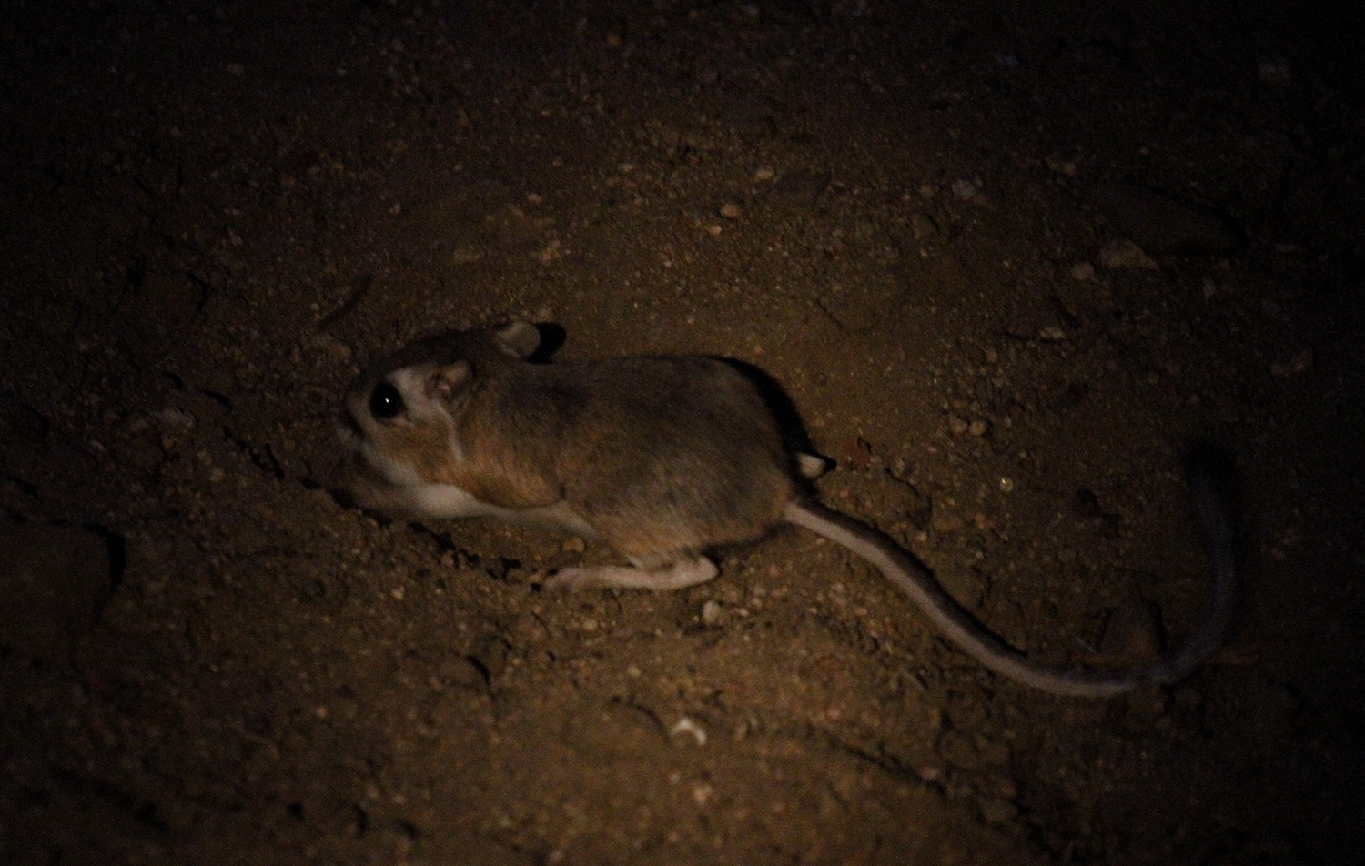 Merriam's Kangaroo Rat in San Bernardino County, California (7/13/2015).