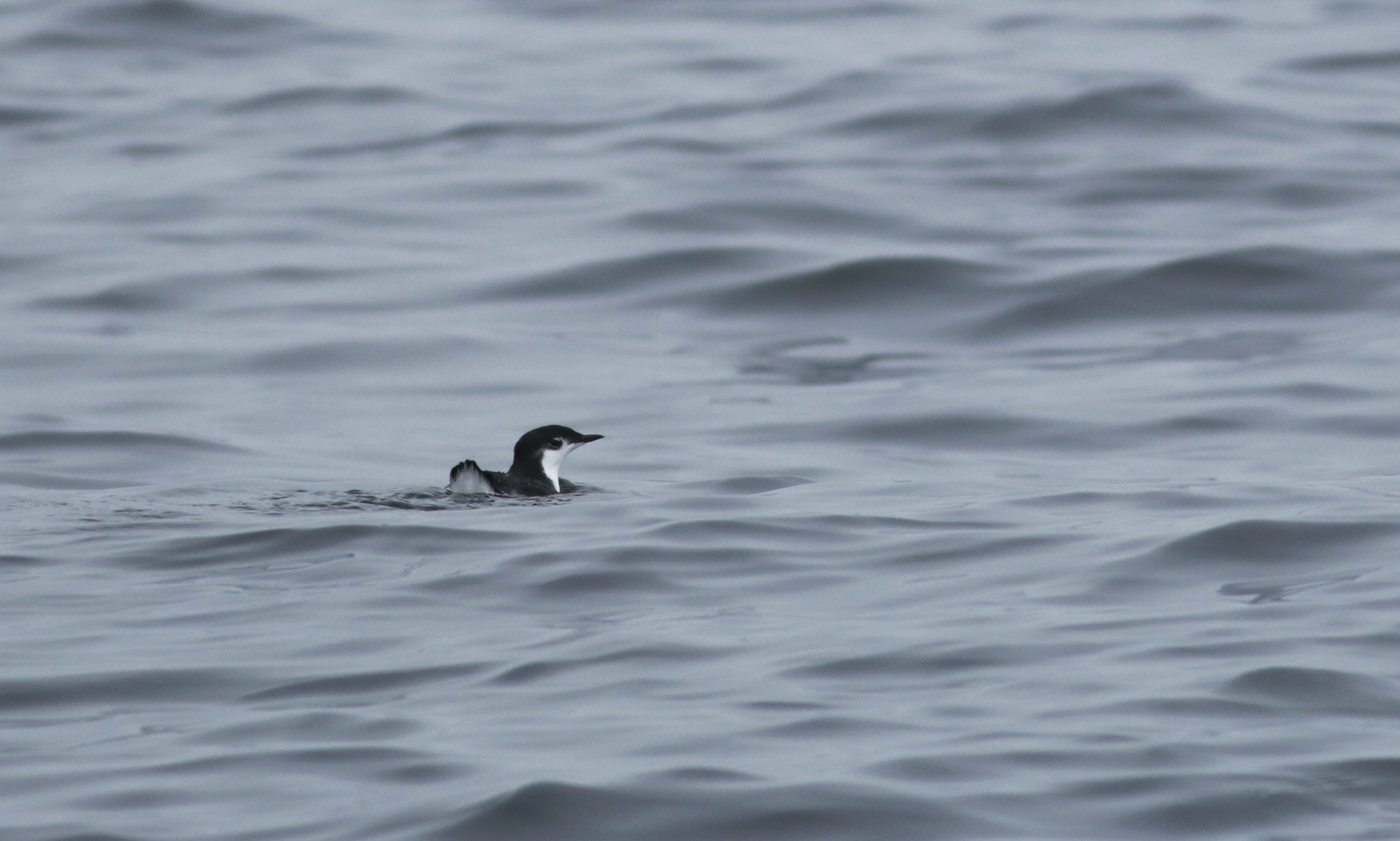 Guadalupe Murrelet in Monterey County, California (8/29/2021).