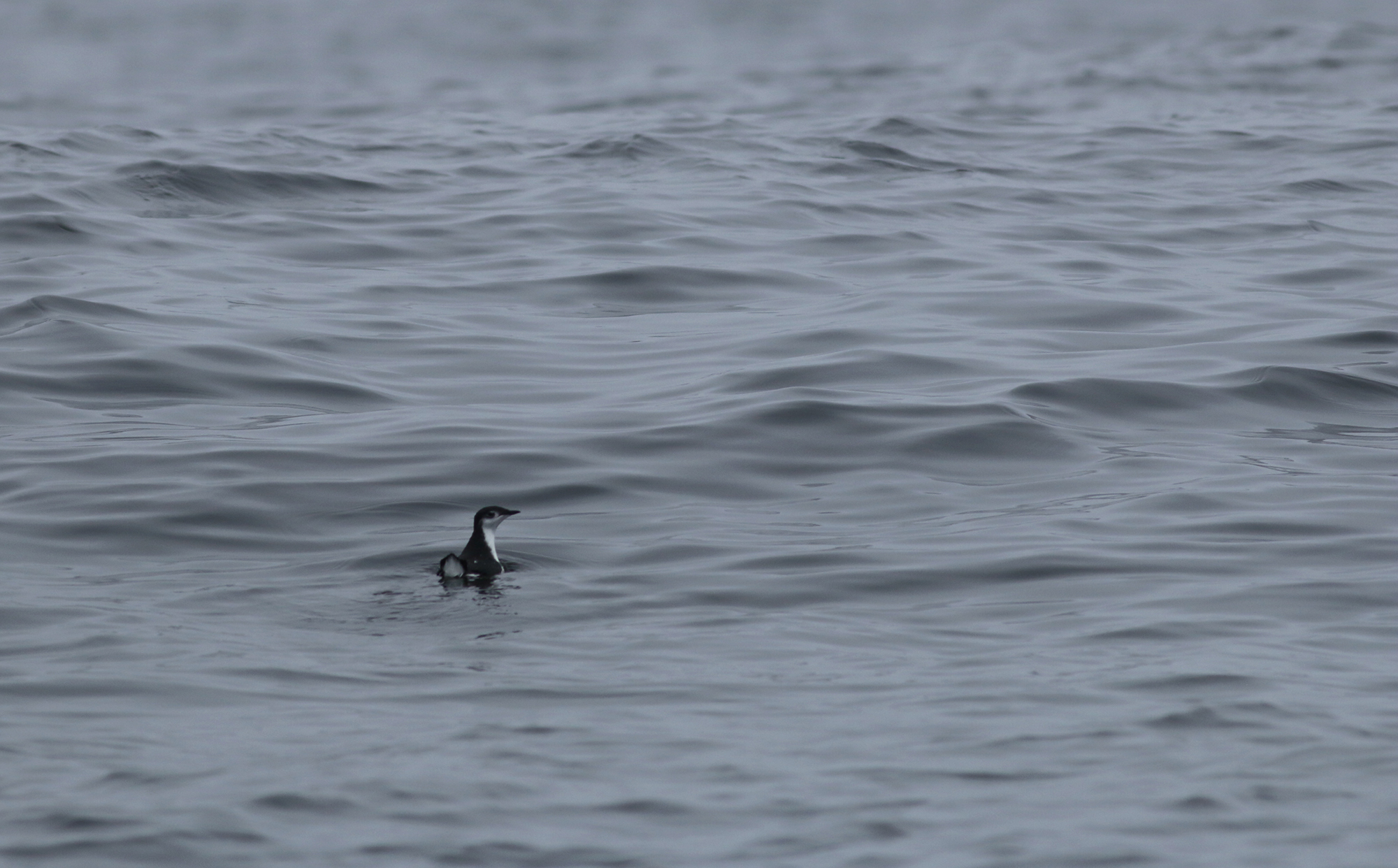 Guadalupe Murrelet in Monterey County, California (8/29/2021).