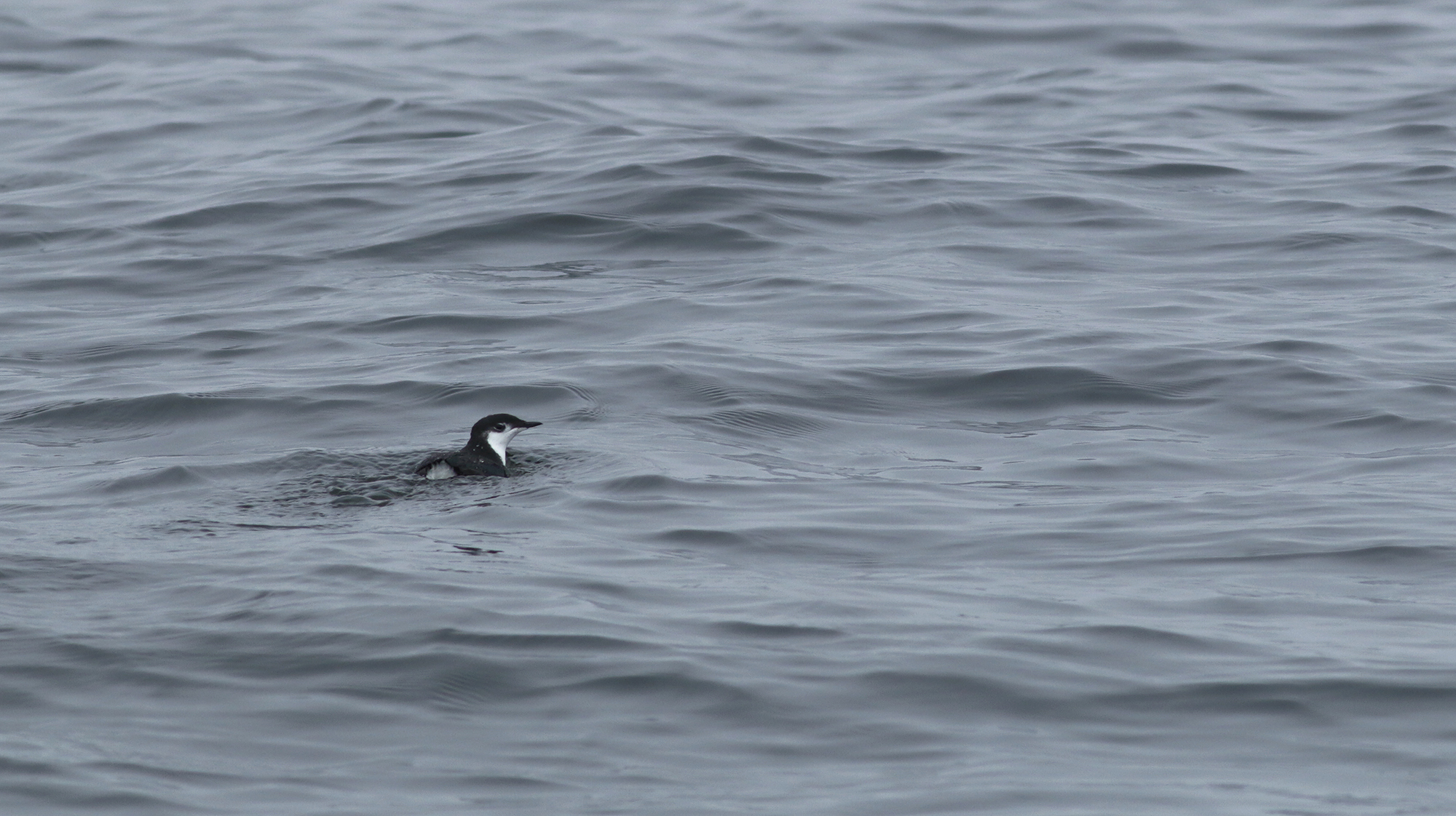 Guadalupe Murrelet in Monterey County, California (8/29/2021).