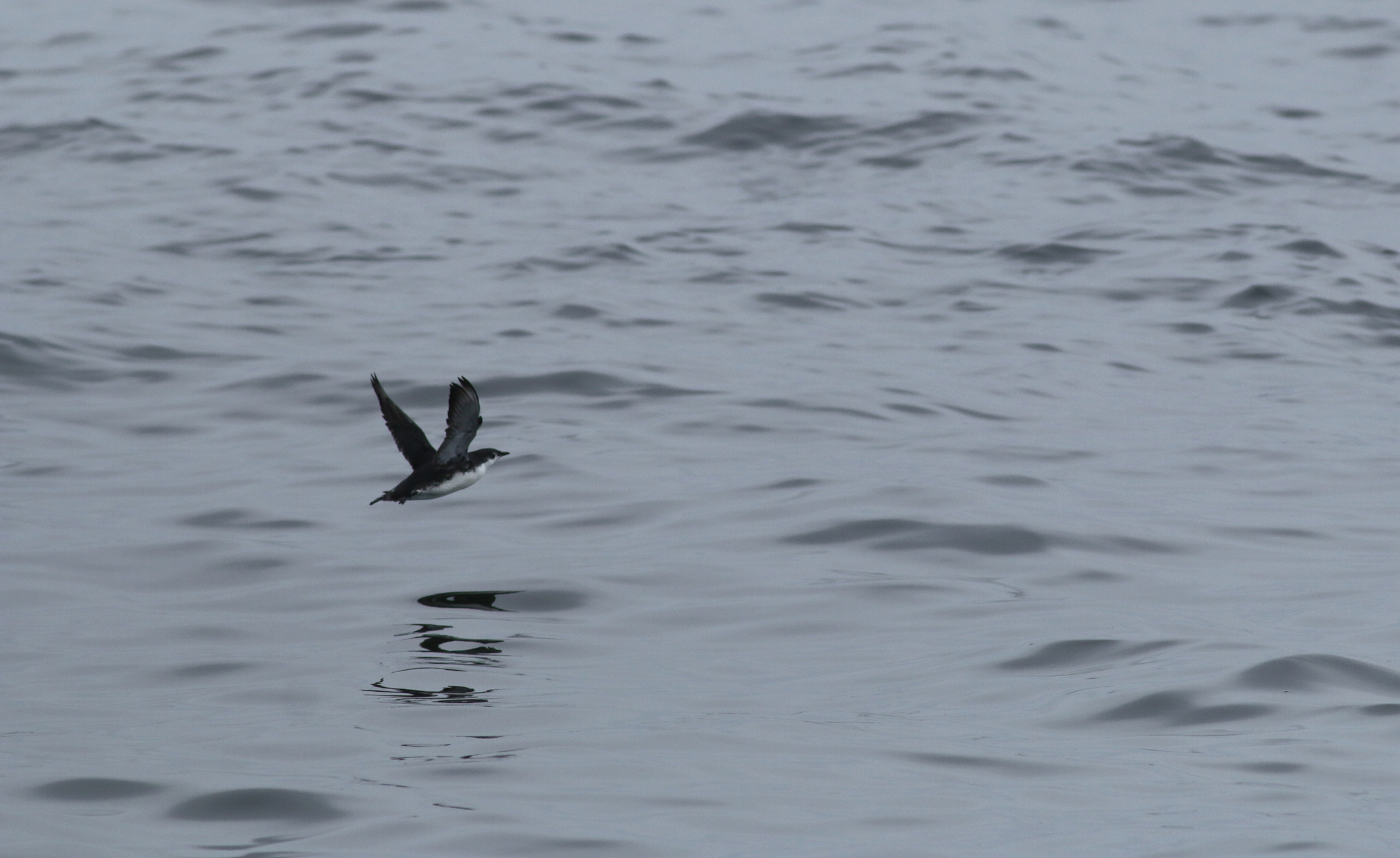 Guadalupe Murrelet in Monterey County, California (8/29/2021).