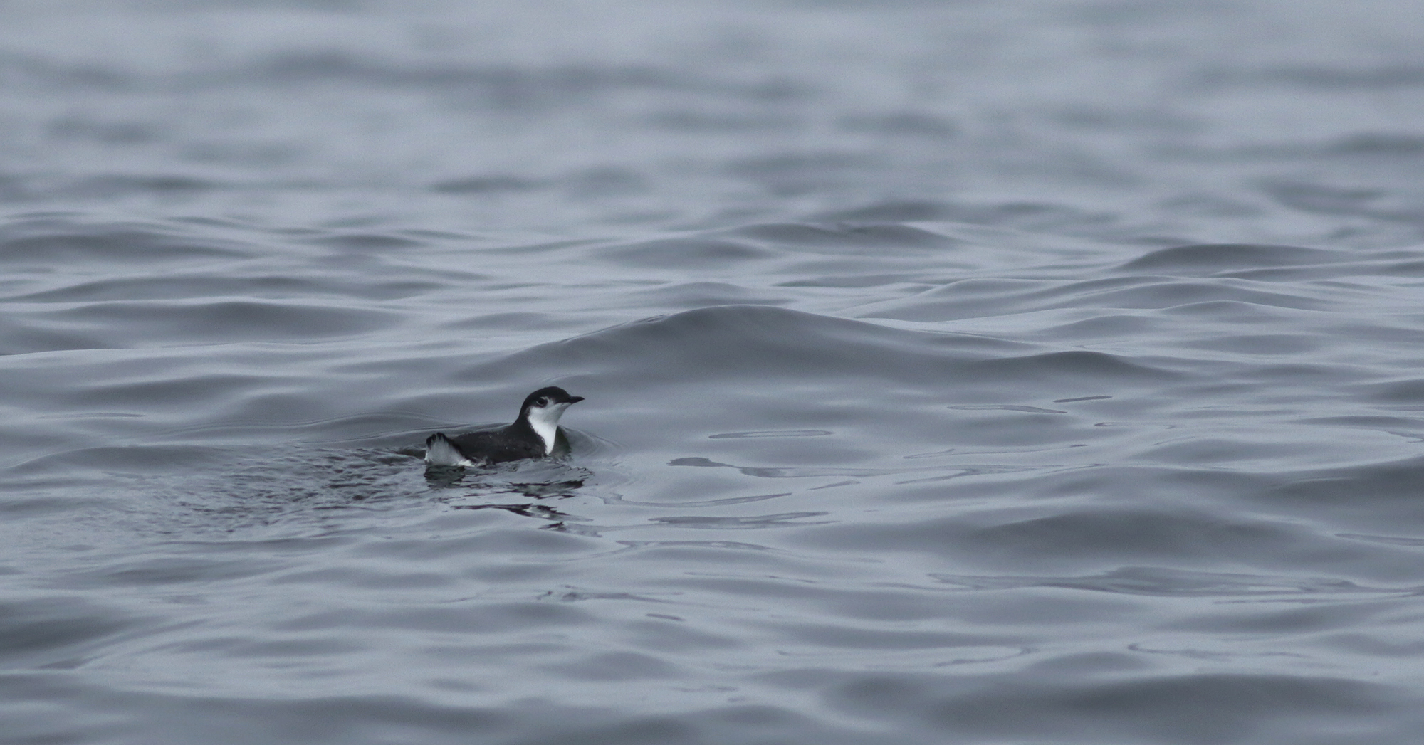 Guadalupe Murrelet in Monterey County, California (8/29/2021).