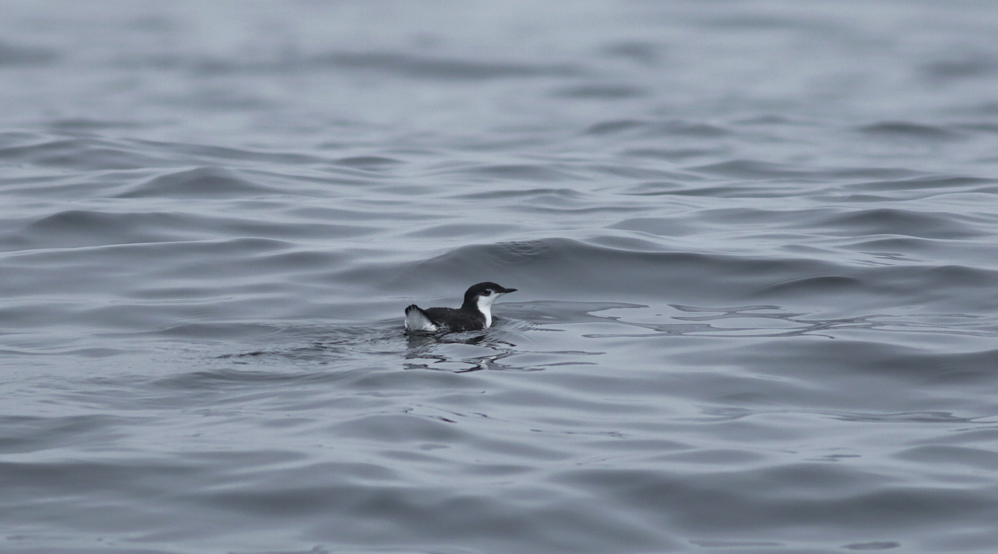 Guadalupe Murrelet in Monterey County, California (8/29/2021).