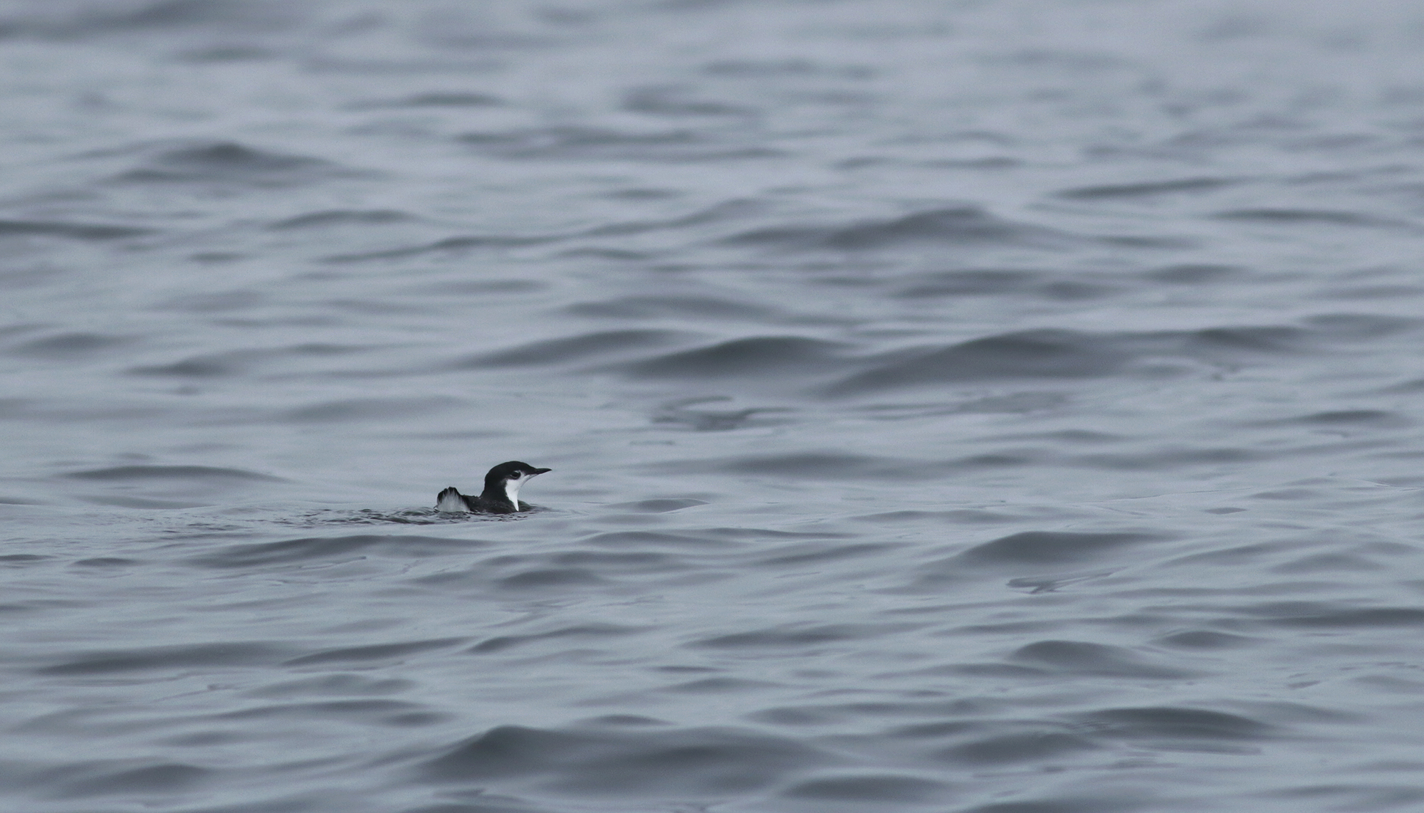 Guadalupe Murrelet in Monterey County, California (8/29/2021).