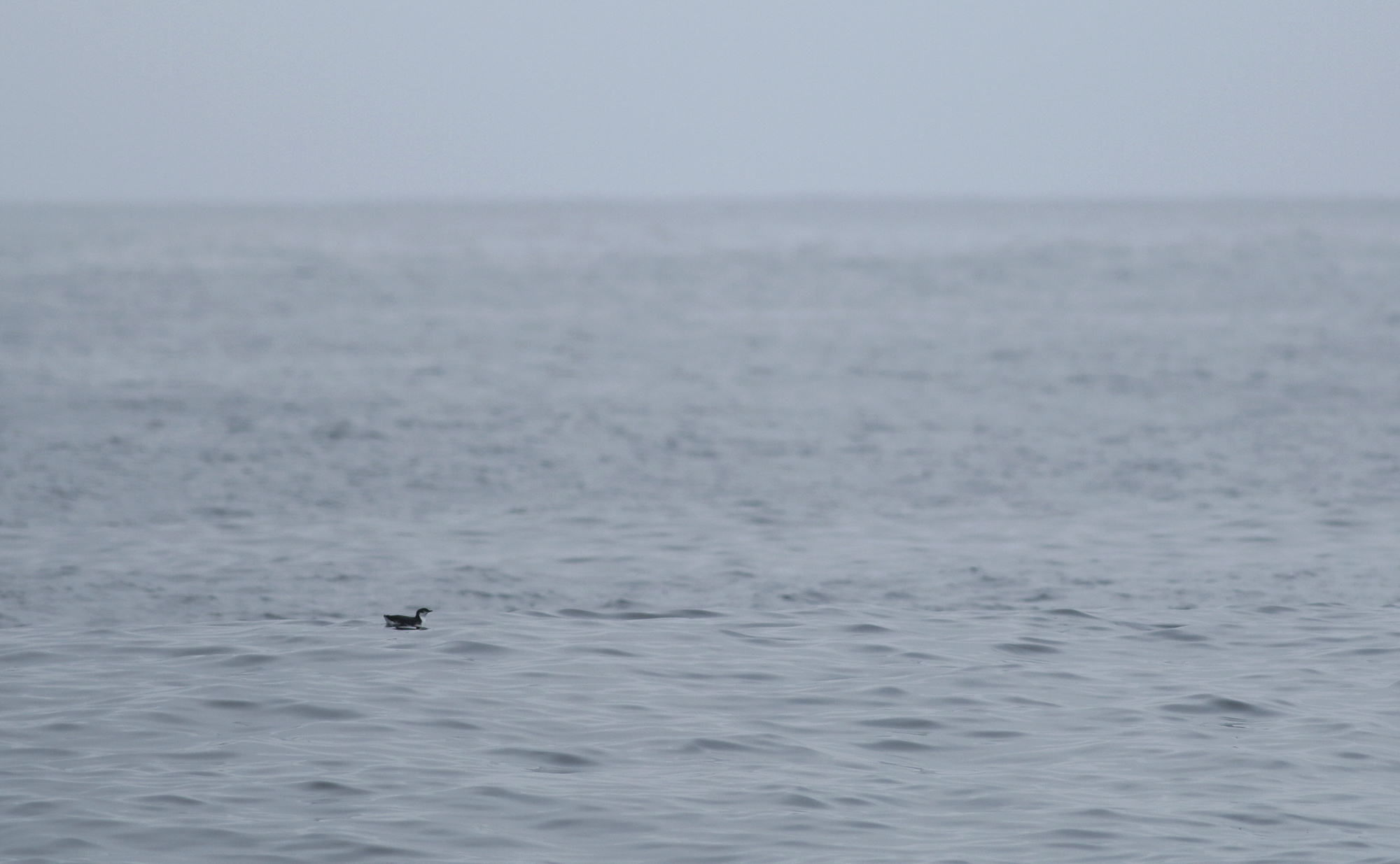 Guadalupe Murrelet in Monterey County, California (8/29/2021).