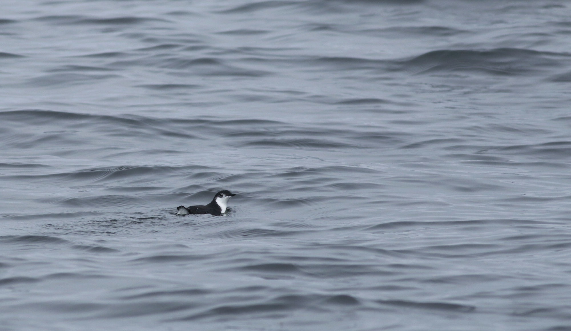 Guadalupe Murrelet in Monterey County, California (8/29/2021).