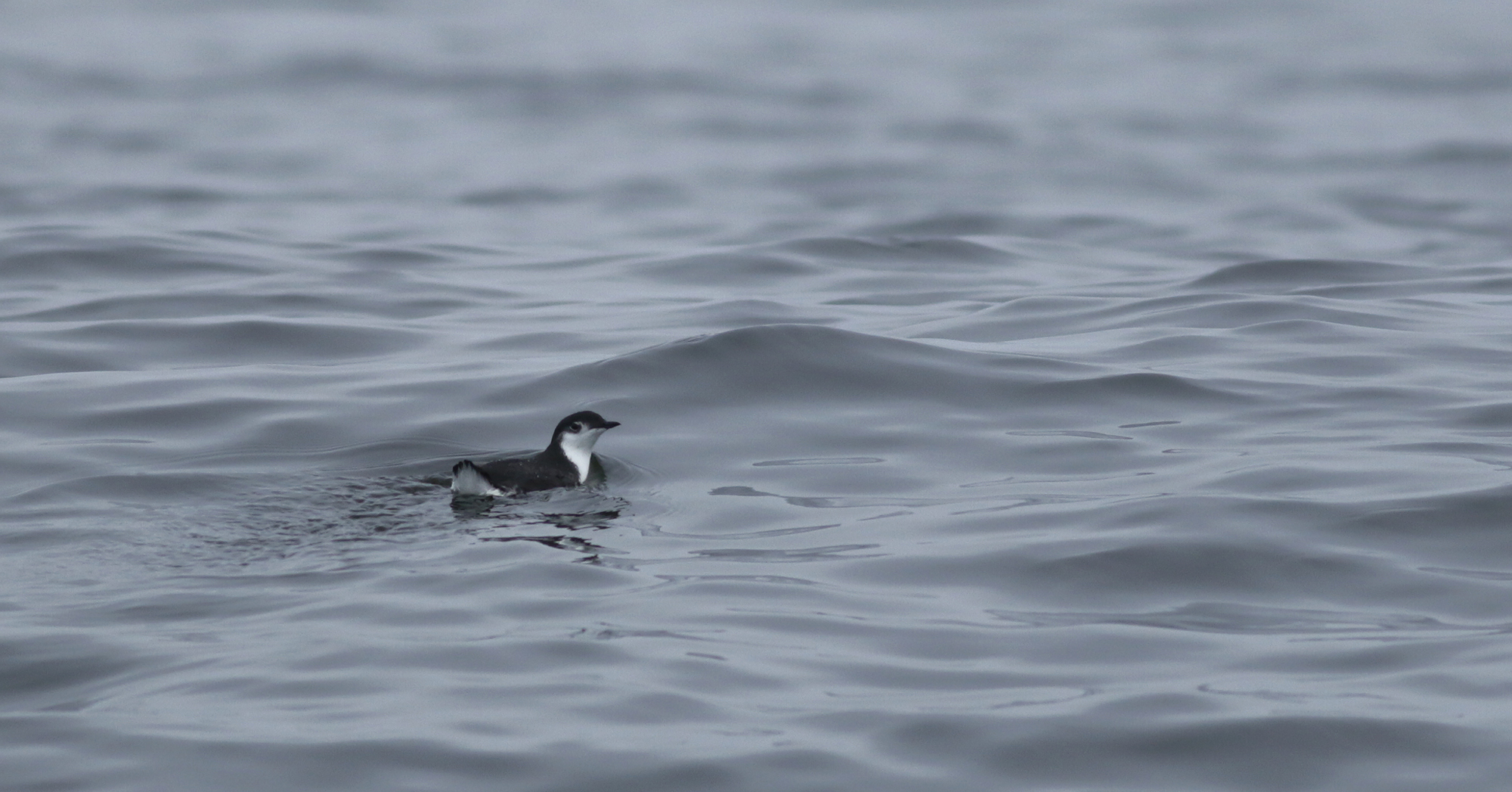 Guadalupe Murrelet in Monterey County, California (8/29/2021).