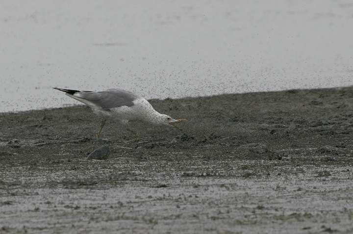 A California Gull employing a novel feeding strategy at the Great Salt Lake, Salt Lake County, Utah (6/21/2005).