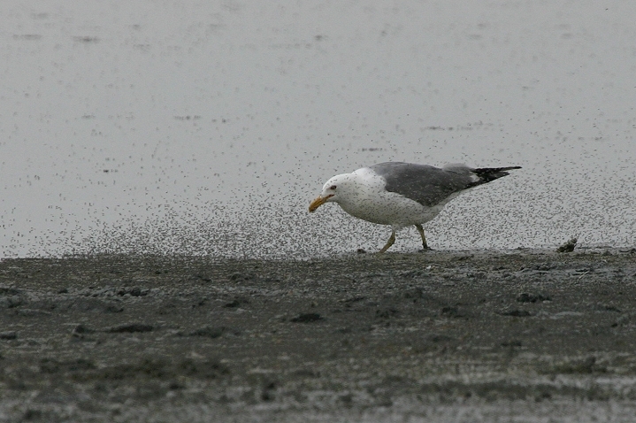 A California Gull employing a novel feeding strategy at the Great Salt Lake, Salt Lake County, Utah (6/21/2005).