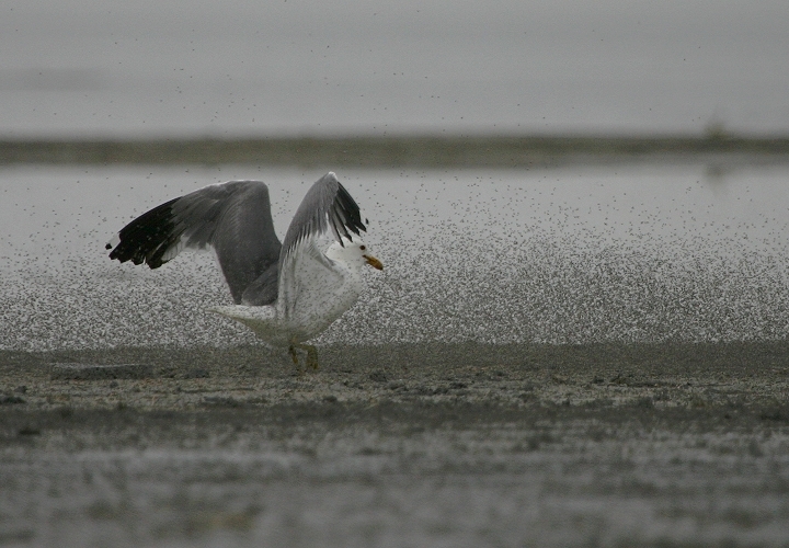 A California Gull employing a novel feeding strategy at the Great Salt Lake, Salt Lake County, Utah (6/21/2005).