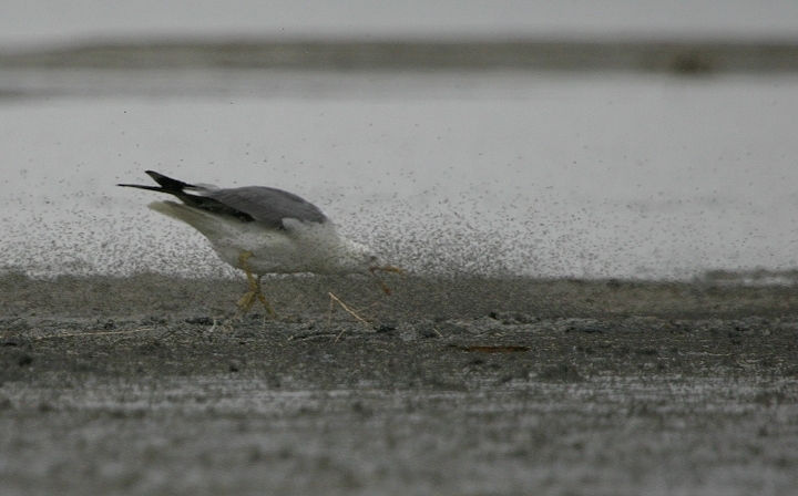 A California Gull employing a novel feeding strategy at the Great Salt Lake, Salt Lake County, Utah (6/21/2005).