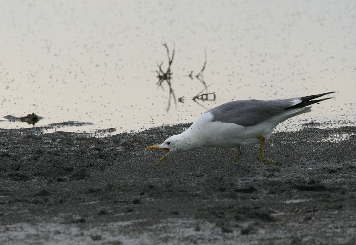 A California Gull employing a novel feeding strategy at the Great Salt Lake, Salt Lake County, Utah (6/21/2005).