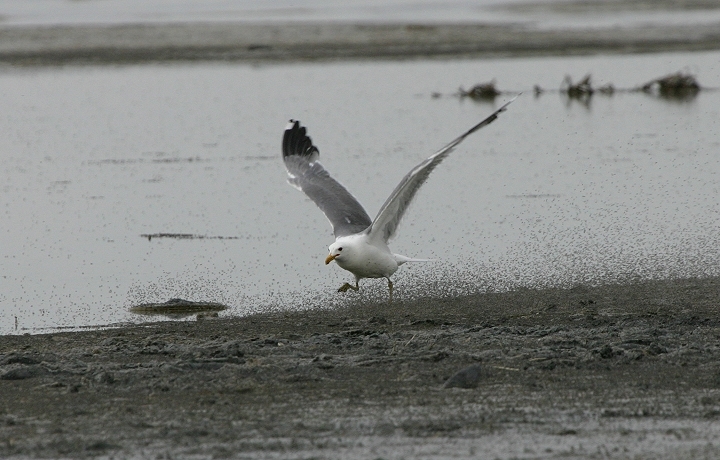 A California Gull employing a novel feeding strategy at the Great Salt Lake, Salt Lake County, Utah (6/21/2005).
