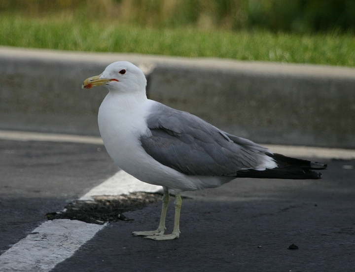 California Gull in Salt Lake County, Utah (6/21/2005).