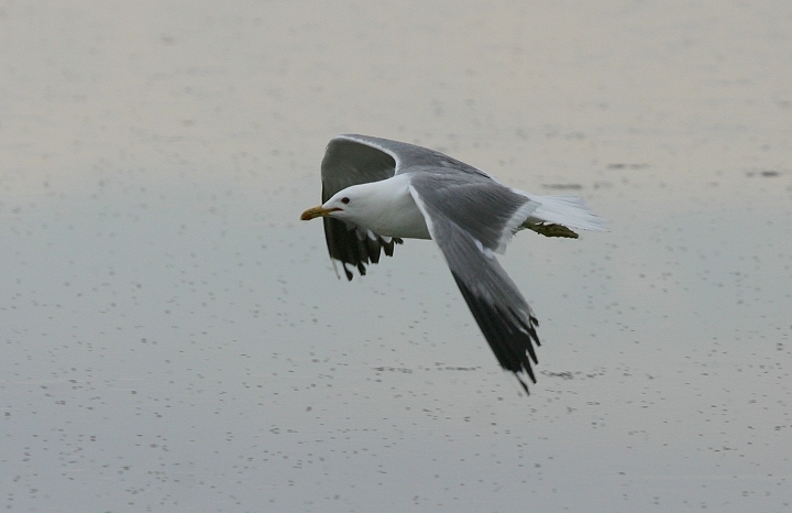 California Gull in Salt Lake County, Utah (6/21/2005).