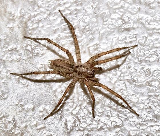 <em>Barronopsis jeffersi</em> in Anne Arundel County, Maryland (9/27/2012).