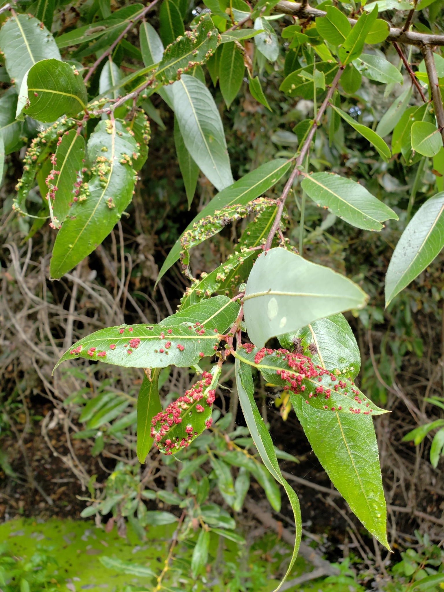 Genus<em> Aculus</em> in Monterey County, California (9/11/2021).