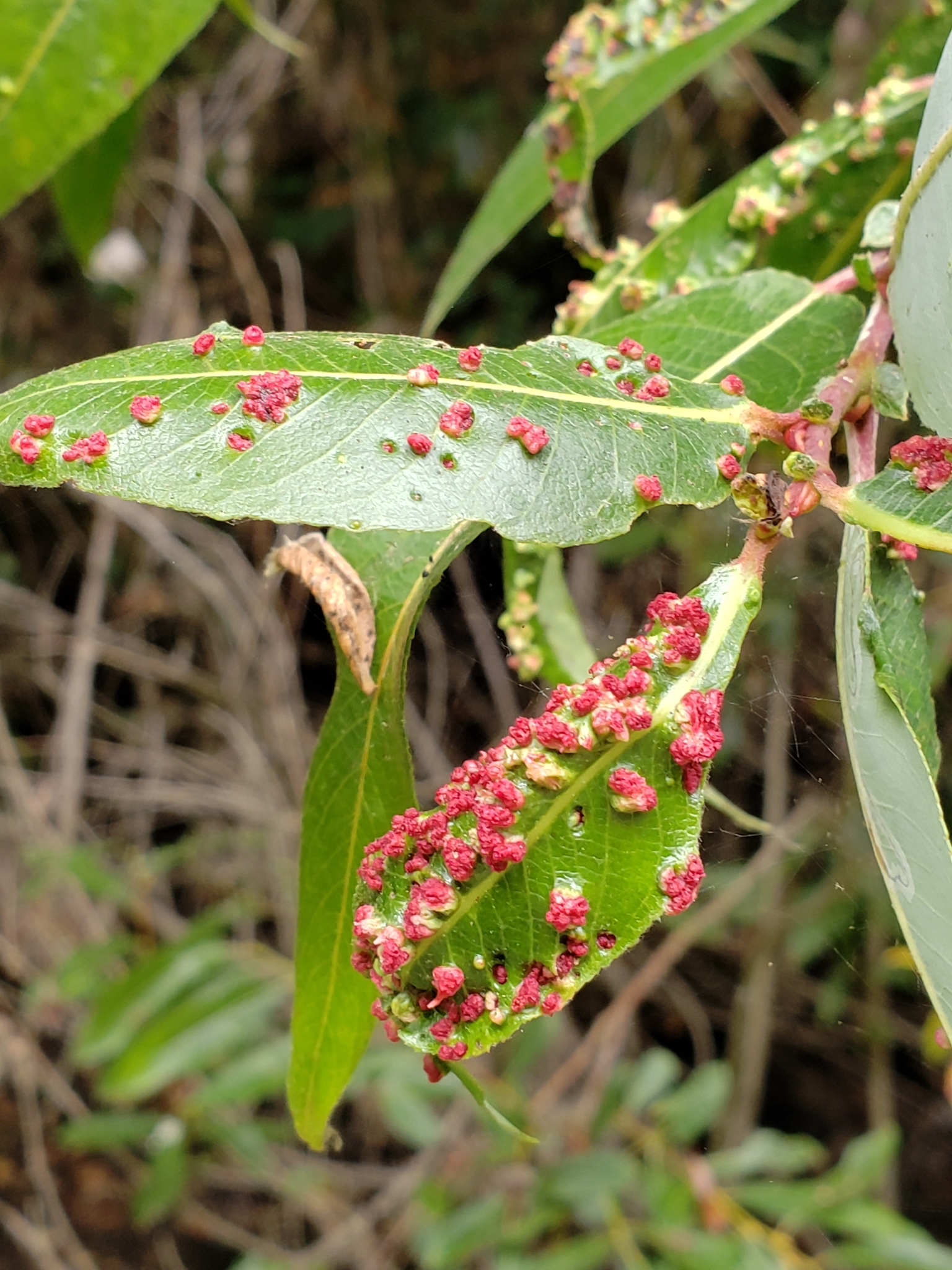 Genus<em> Aculus</em> in Monterey County, California (9/11/2021).