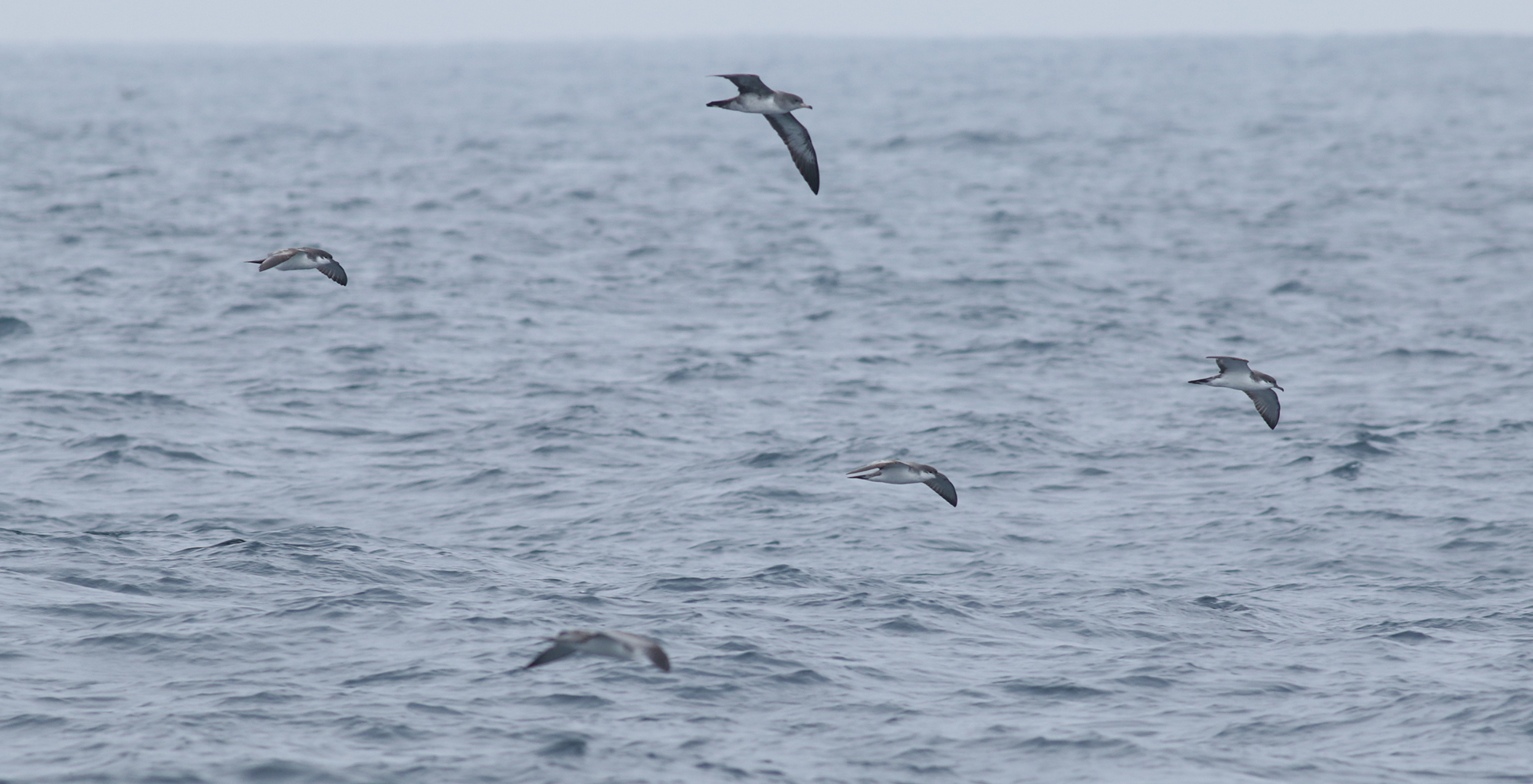 Buller's Shearwaters with Pink-footed Shearwater in Monterey County, California (9/12/2021).