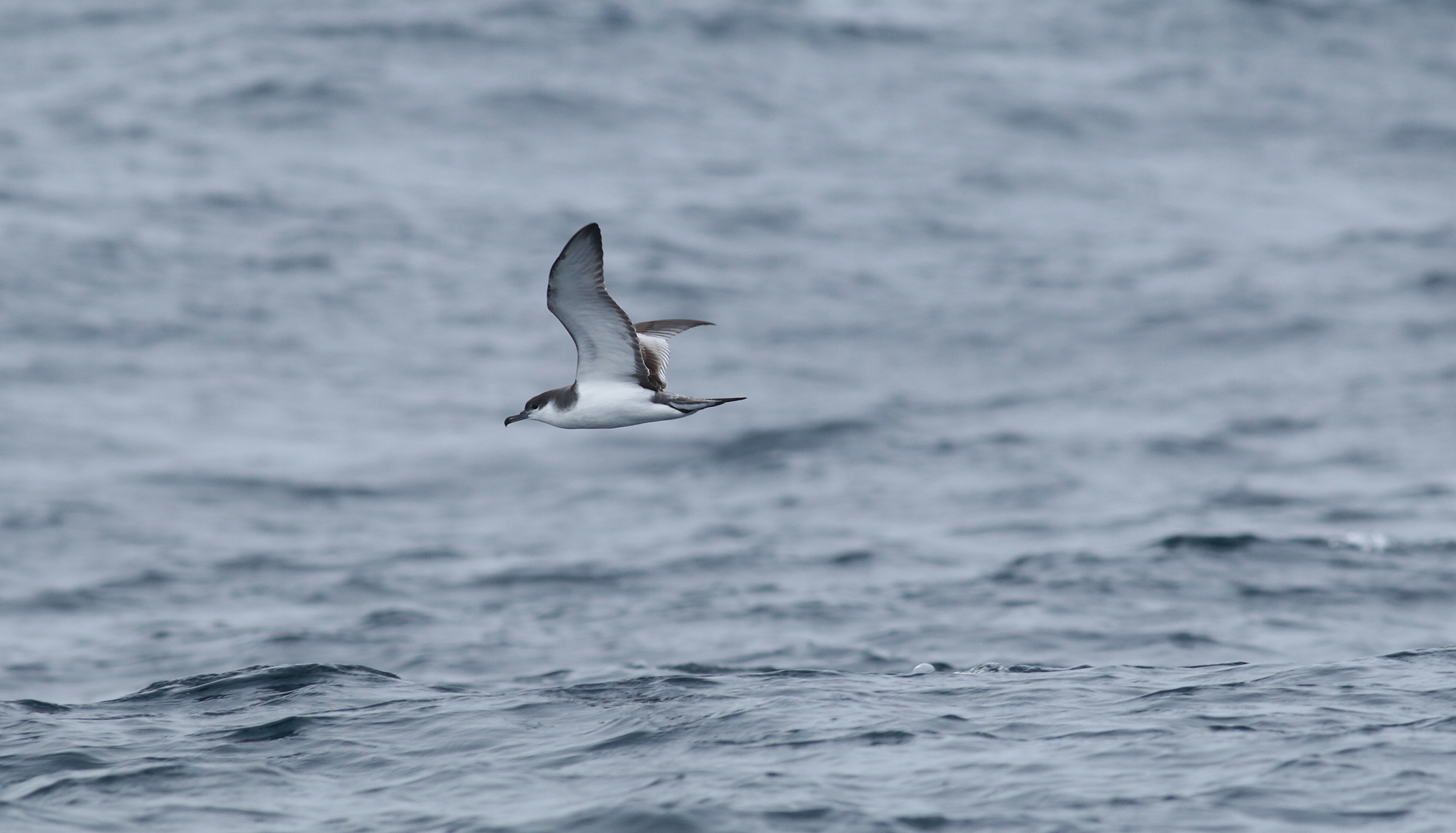 Buller's Shearwater in Monterey County, California (9/12/2021).