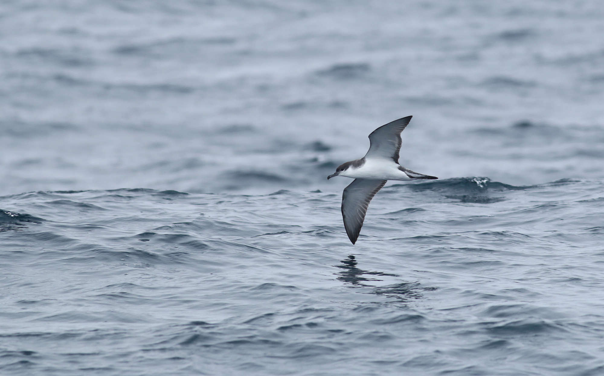 Buller's Shearwater in Monterey County, California (9/12/2021).