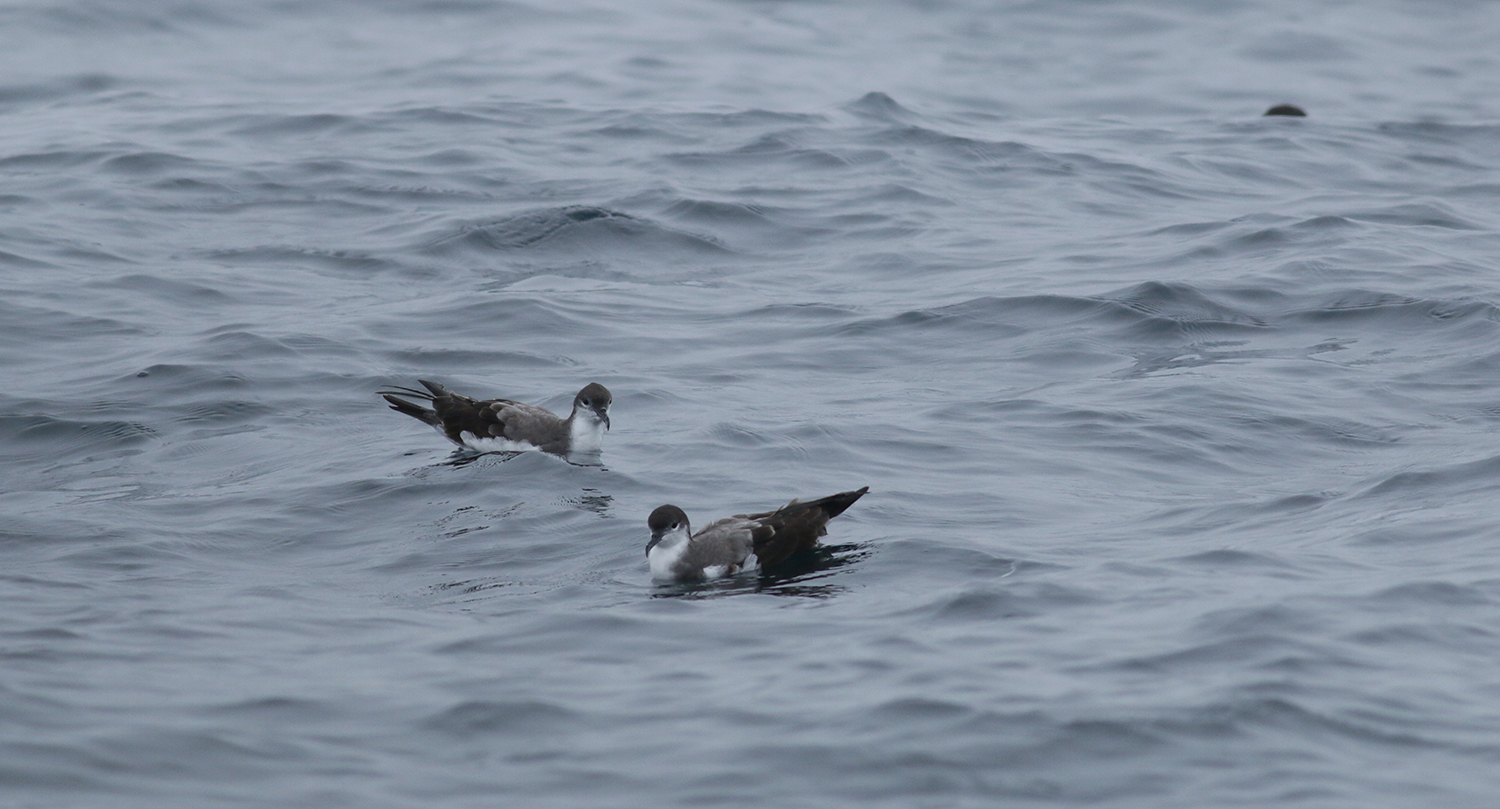 Buller's Shearwater in Monterey County, California (9/12/2021).