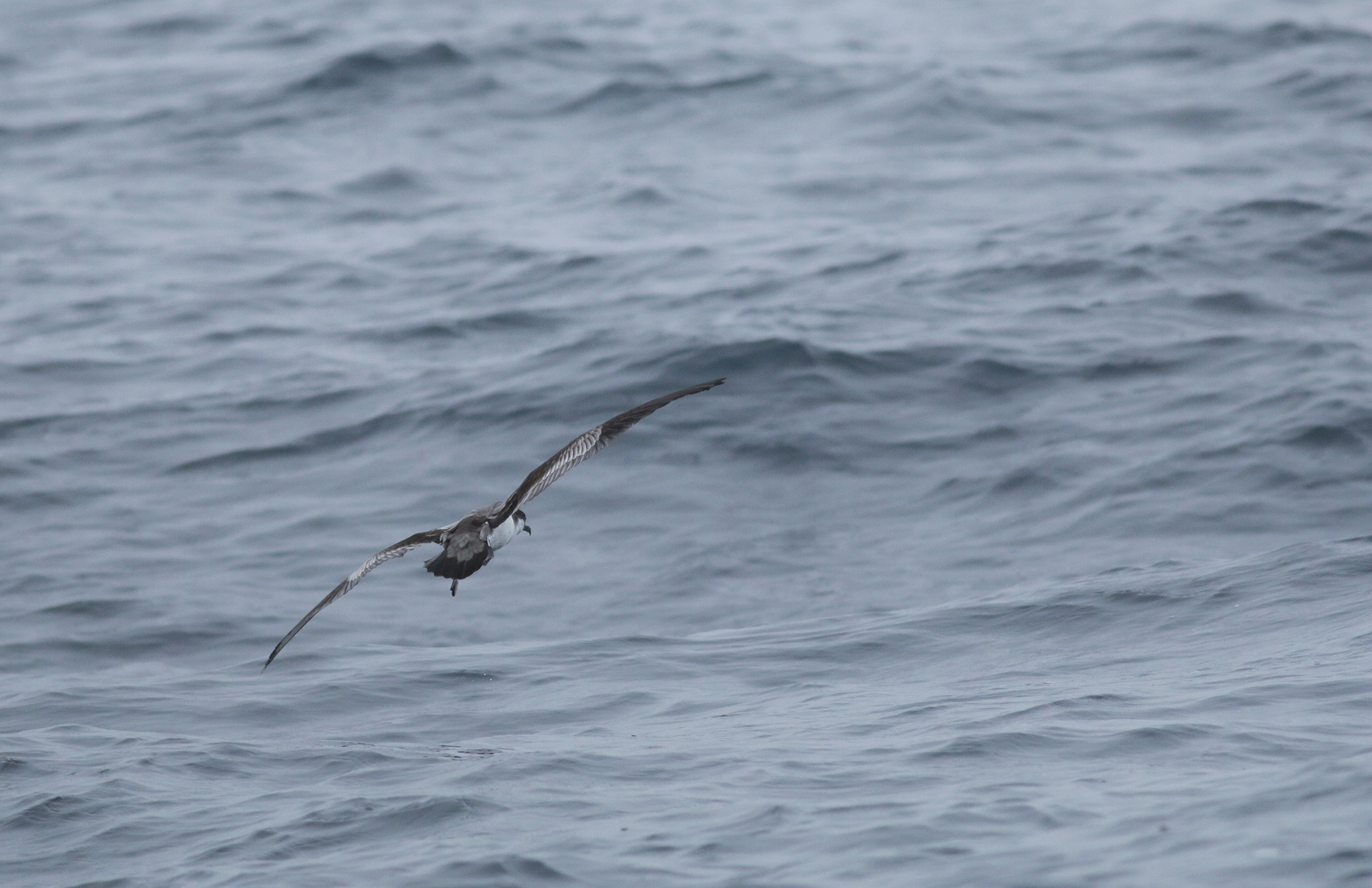 Buller's Shearwater in Monterey County, California (9/12/2021).