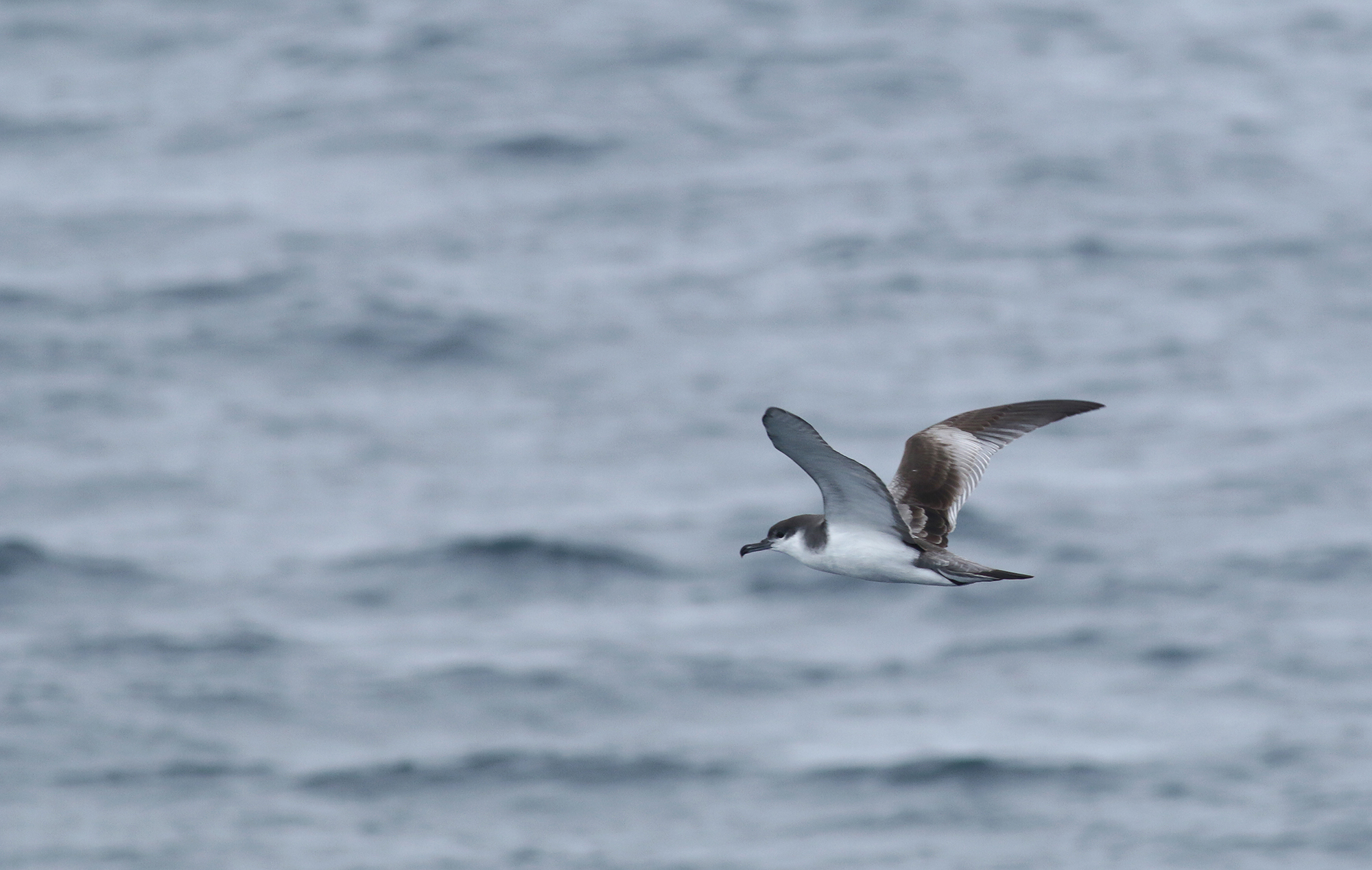 Buller's Shearwater in Monterey County, California (9/12/2021).