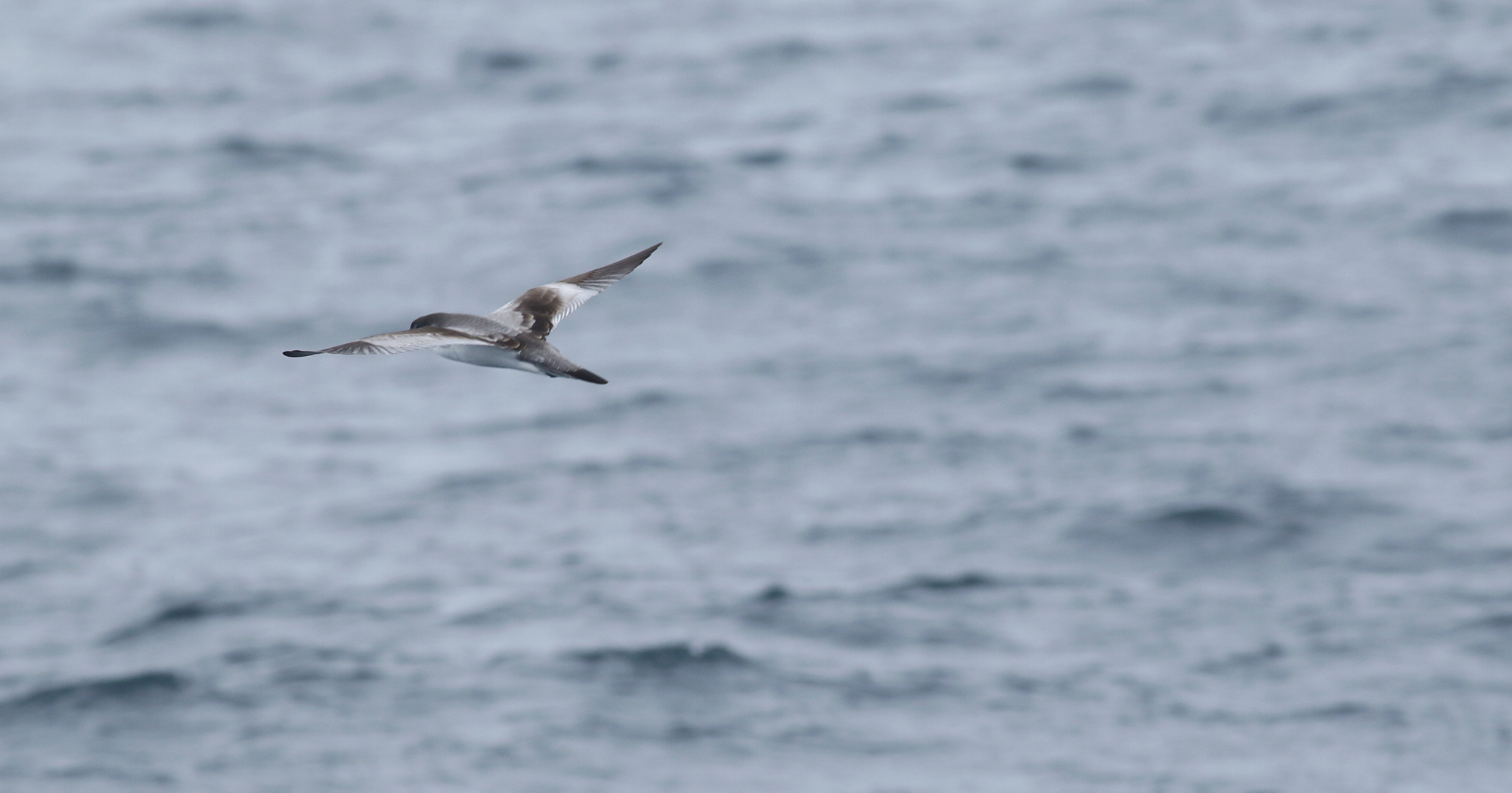 Buller's Shearwater in Monterey County, California (9/12/2021).