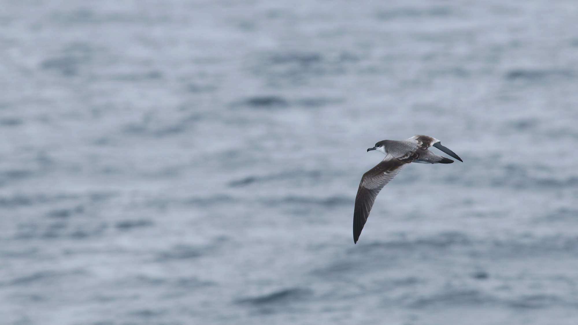 Buller's Shearwater in Monterey County, California (9/12/2021).