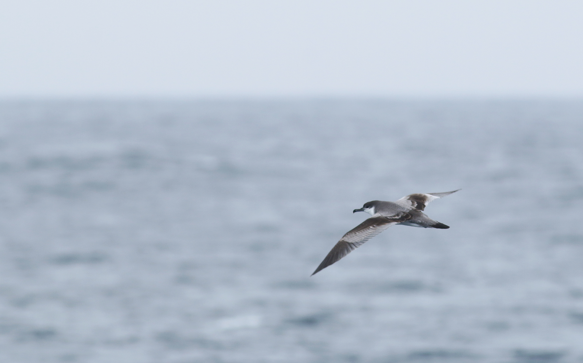 Buller's Shearwater in Monterey County, California (9/12/2021).