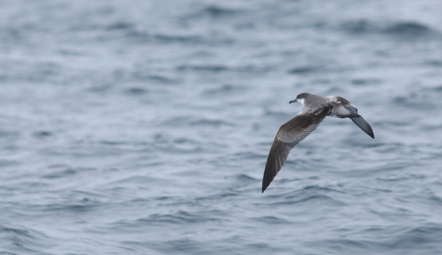 Buller's Shearwater in Monterey County, California (9/12/2021).