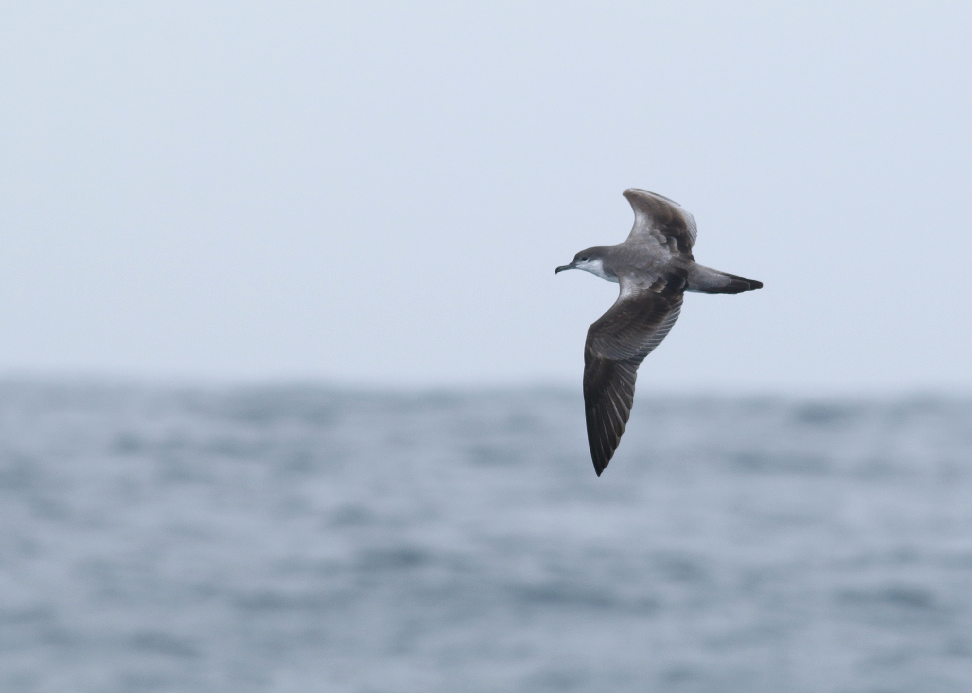 Buller's Shearwater in Monterey County, California (9/12/2021).