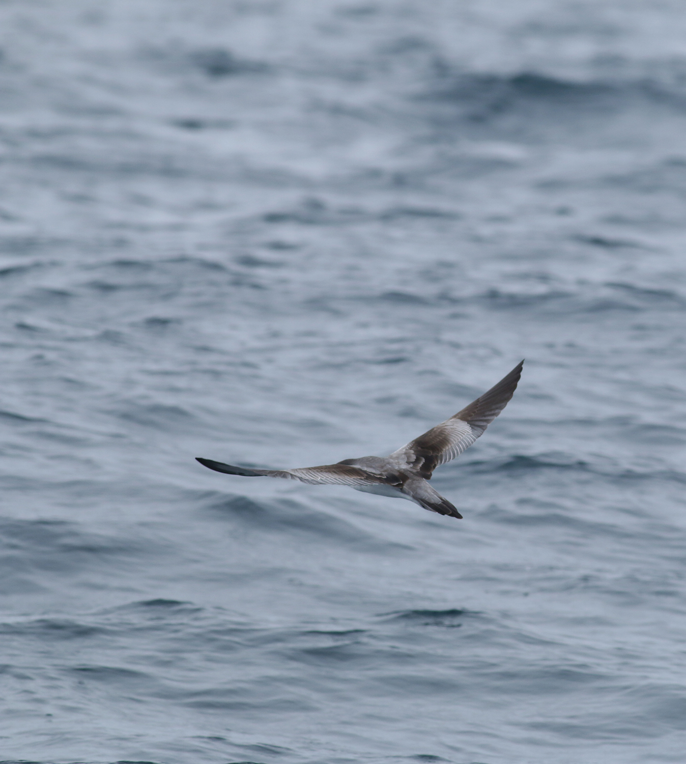 Buller's Shearwater in Monterey County, California (9/12/2021).