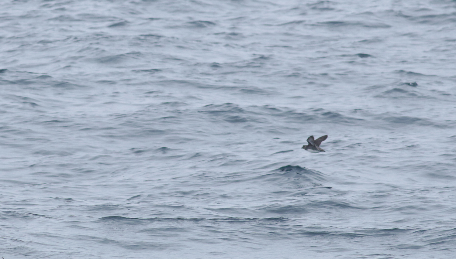 Cassin's Auklet in Monterey County, California (9/12/2021).