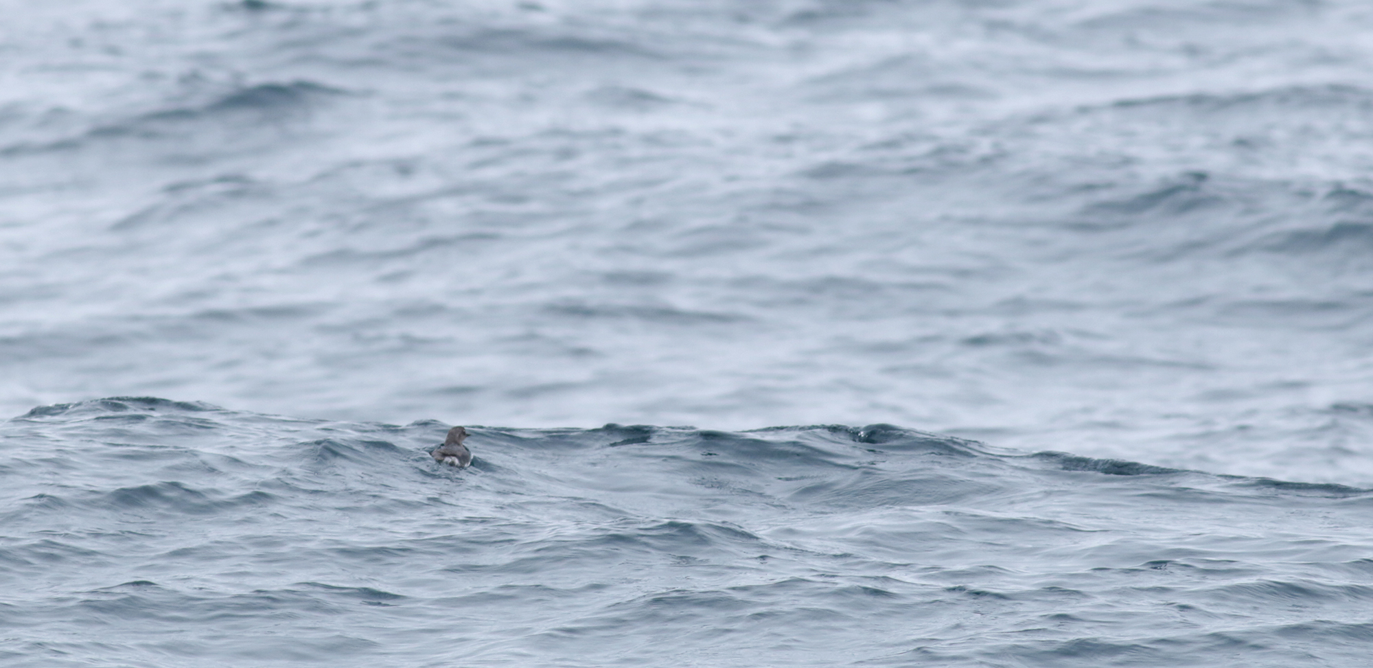 Cassin's Auklet in Monterey County, California (9/12/2021).