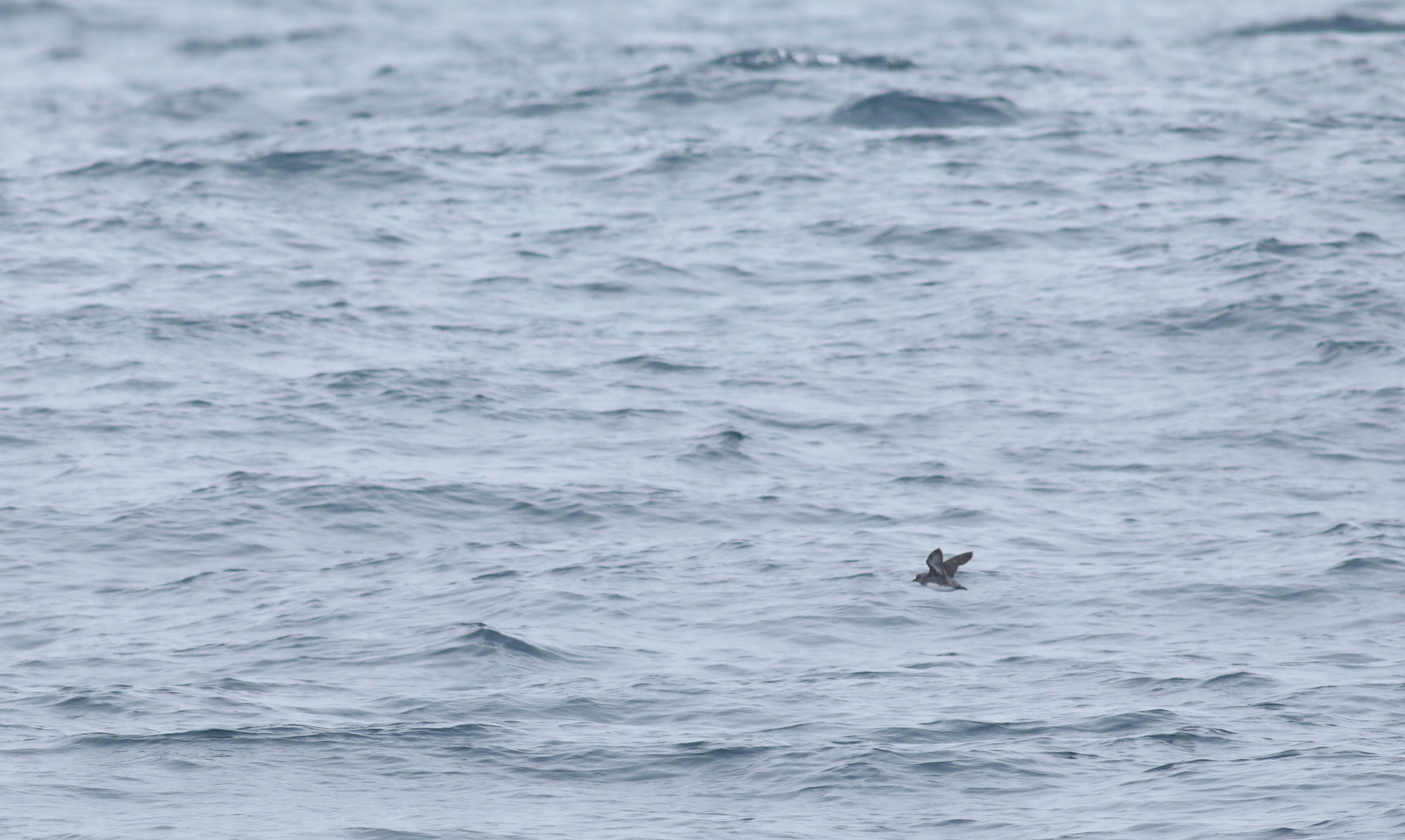 Cassin's Auklet in Monterey County, California (9/12/2021).