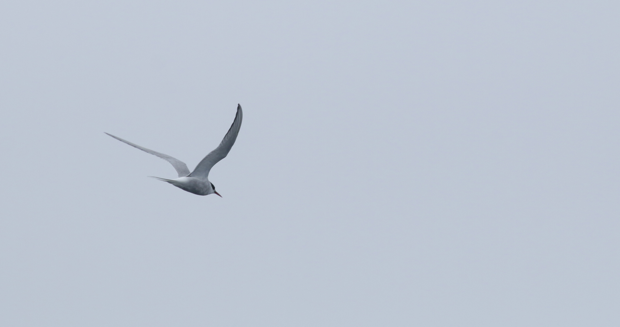 Arctic Tern in Monterey County, California (9/12/2021).