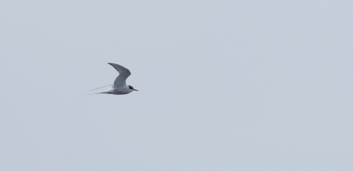 Arctic Tern in Monterey County, California (9/12/2021).