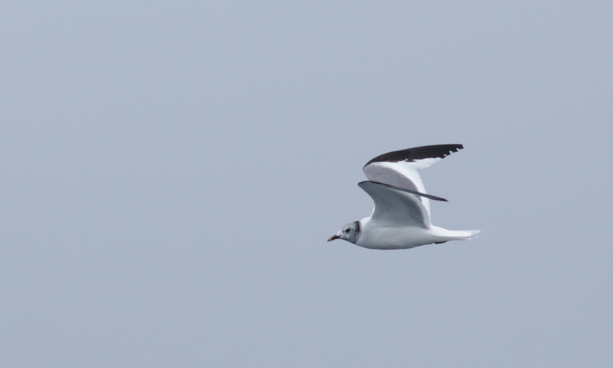 Sabine's Gull in Monterey County, California (9/12/2021).