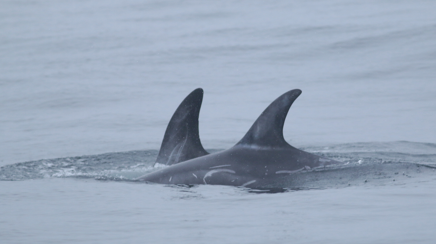 Risso's Dolphin in Monterey County, California (9/12/2021).