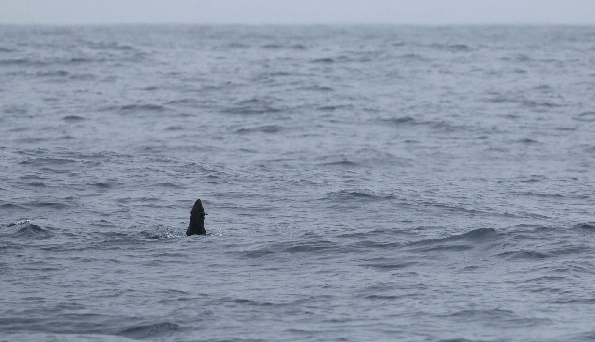 Northern Fur Seal in Monterey County, California (9/12/2021).