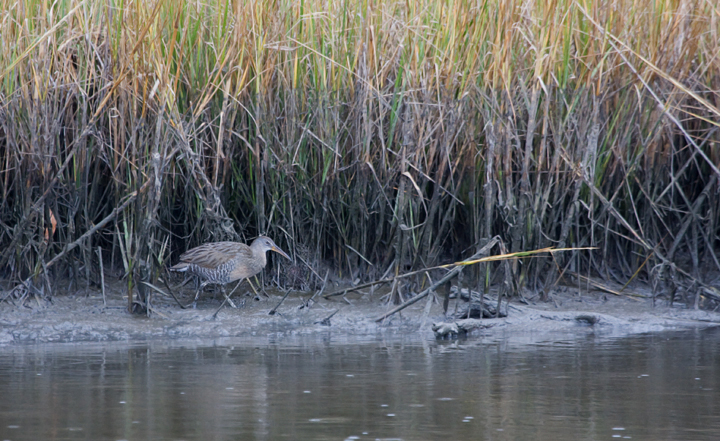 A Clapper Rail on Assateague Island, Worcester County, Maryland (9/25/2009).