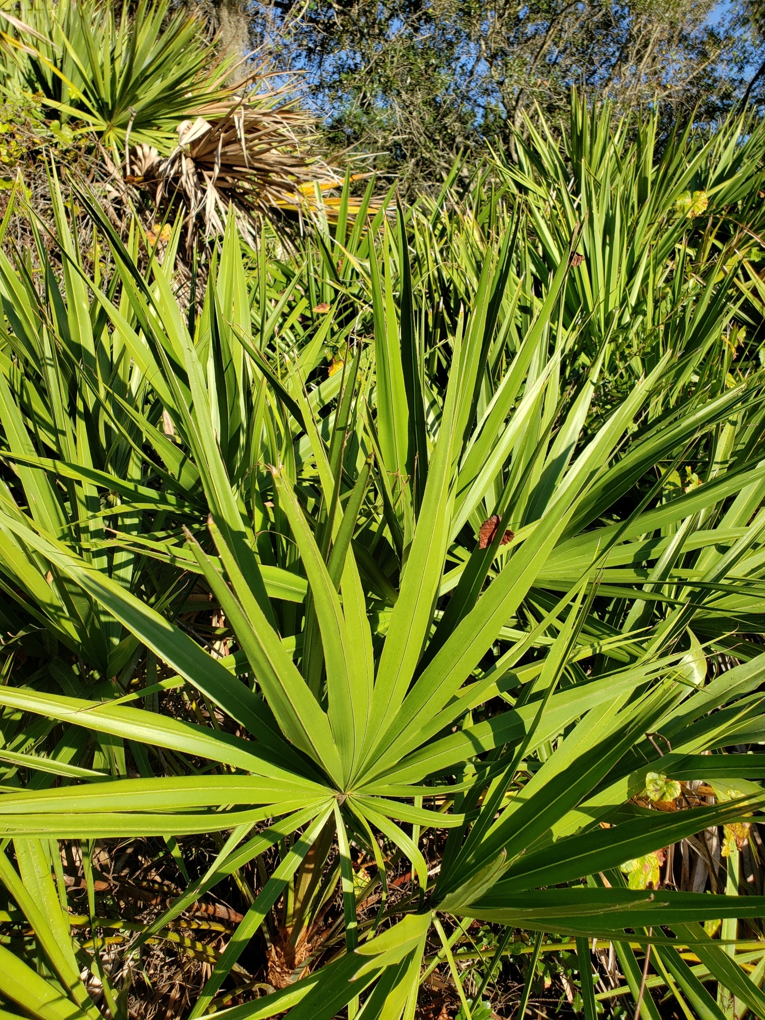 Saw Palmetto in Pinellas County, Florida (10/11/2021).