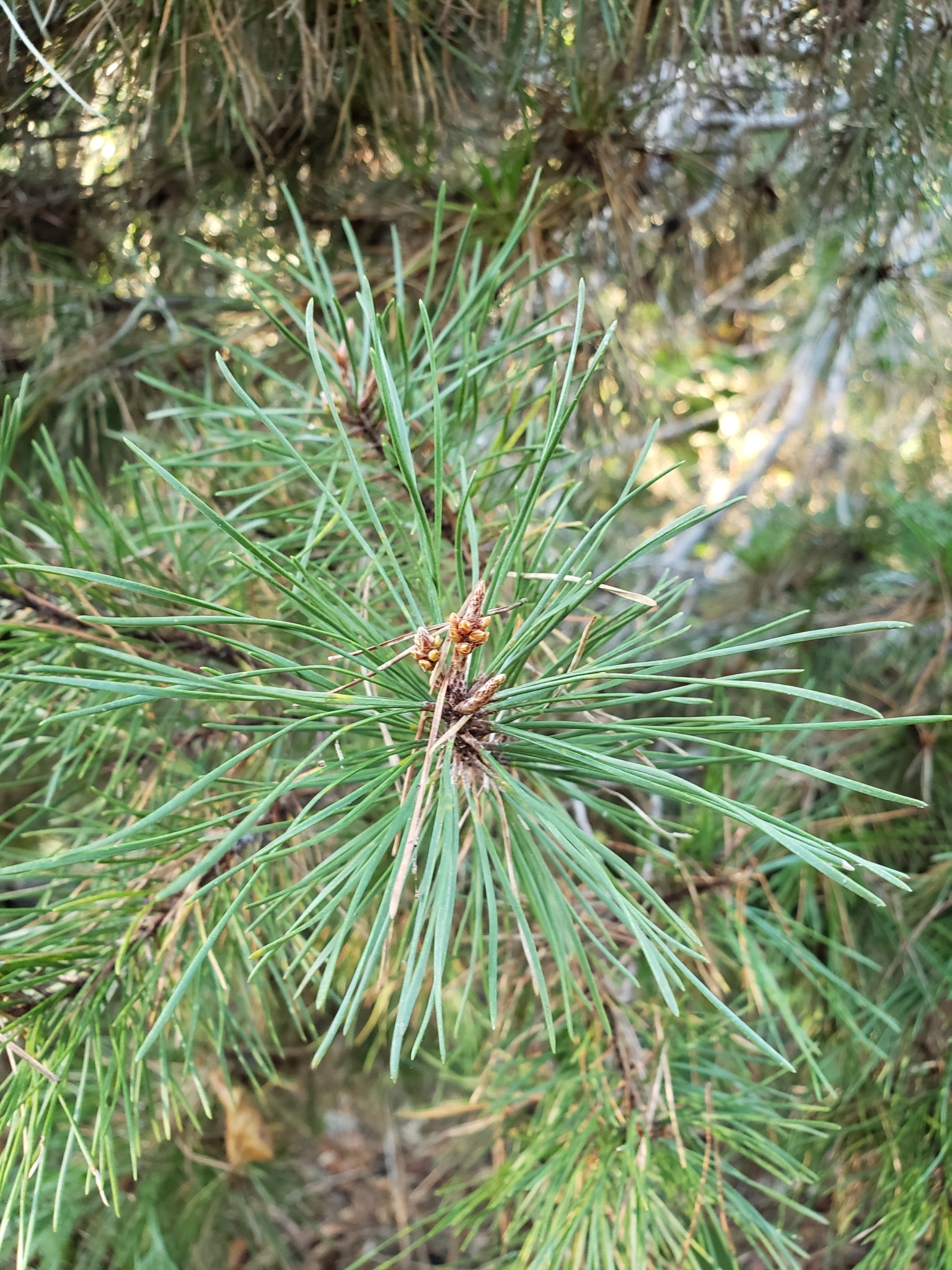 BioFiles - Sand Pine (Pinus clausa) BioFiles - Sand Pine (Pinus clausa)