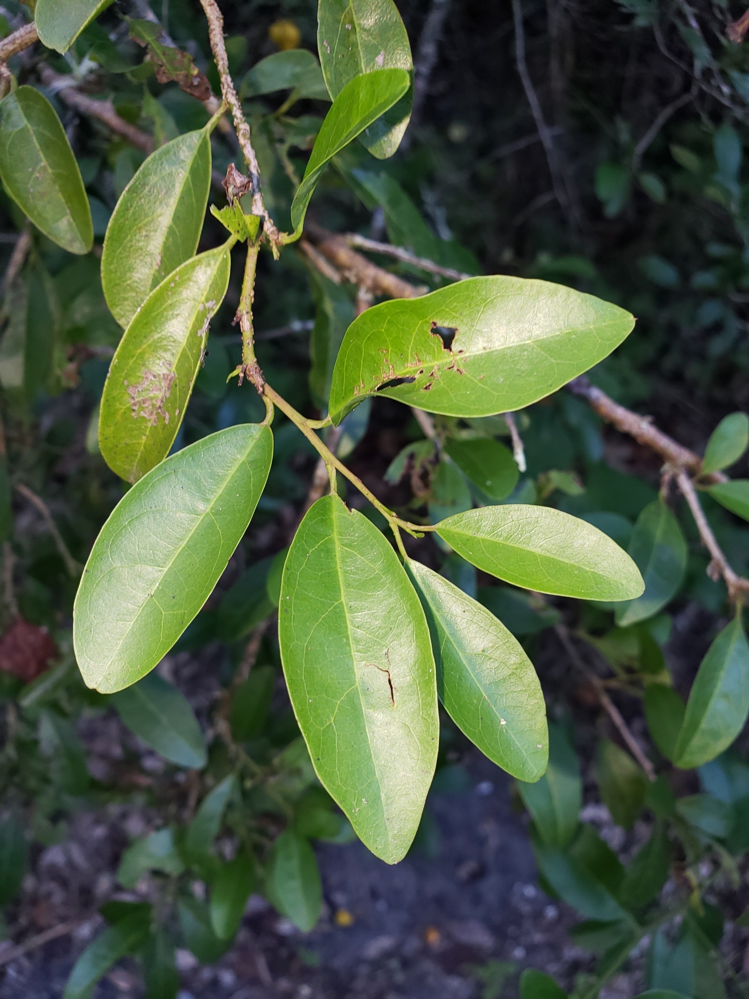Hog Plum in Pinellas County, Florida (10/11/2021).