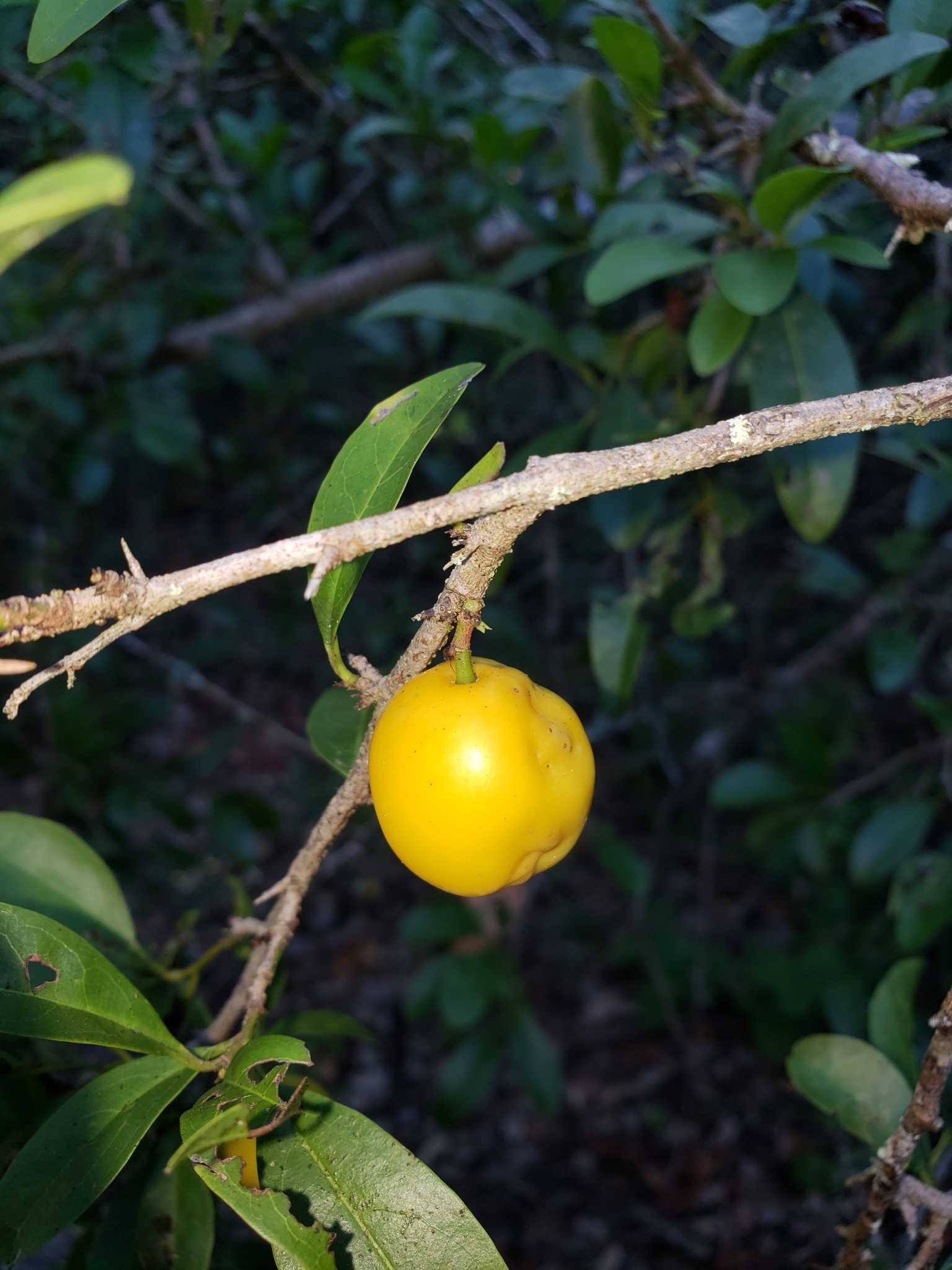 Hog Plum in Pinellas County, Florida (10/11/2021).