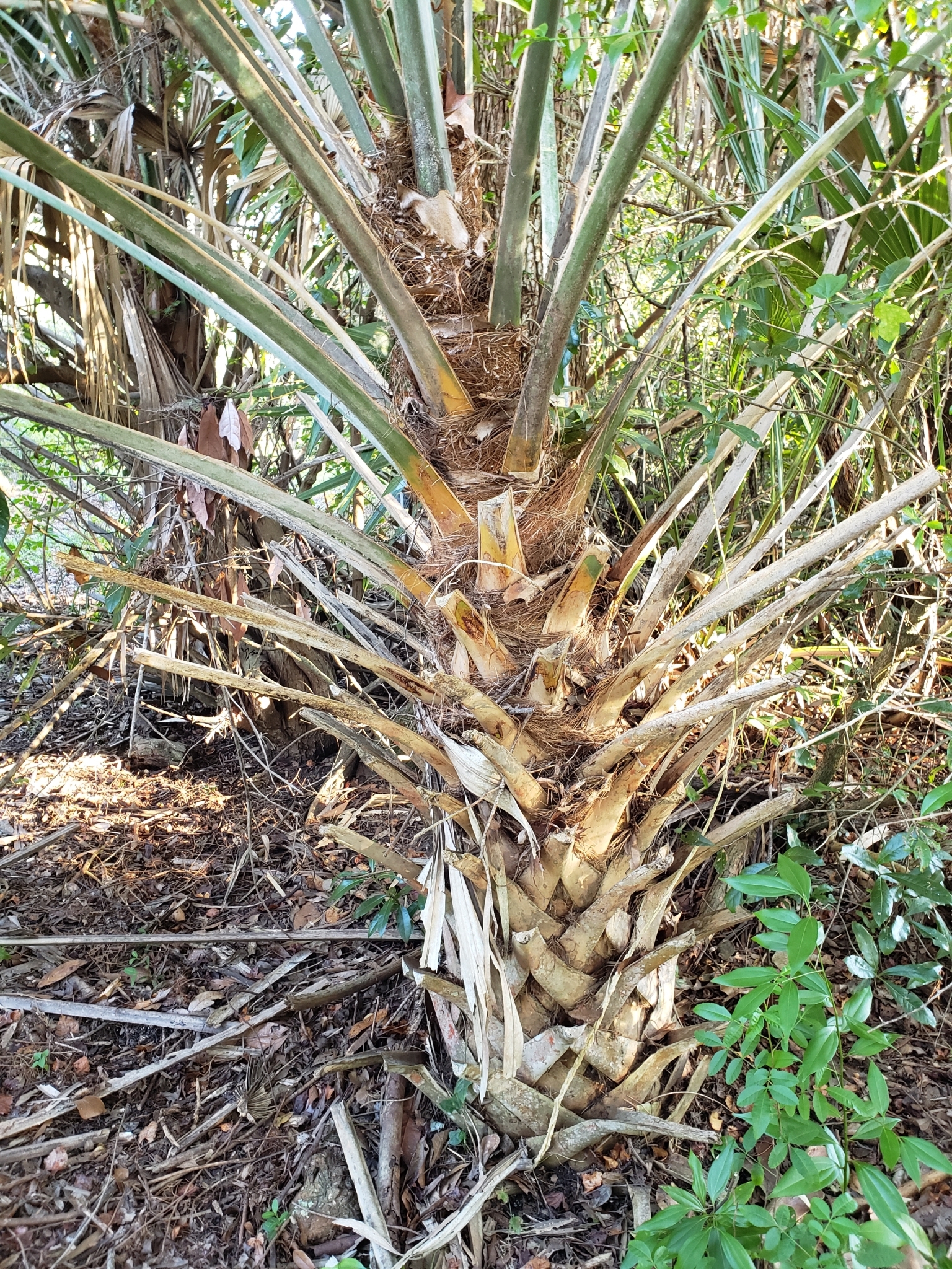 Cabbage Palmetto in Pinellas County, Florida (10/11/2021).