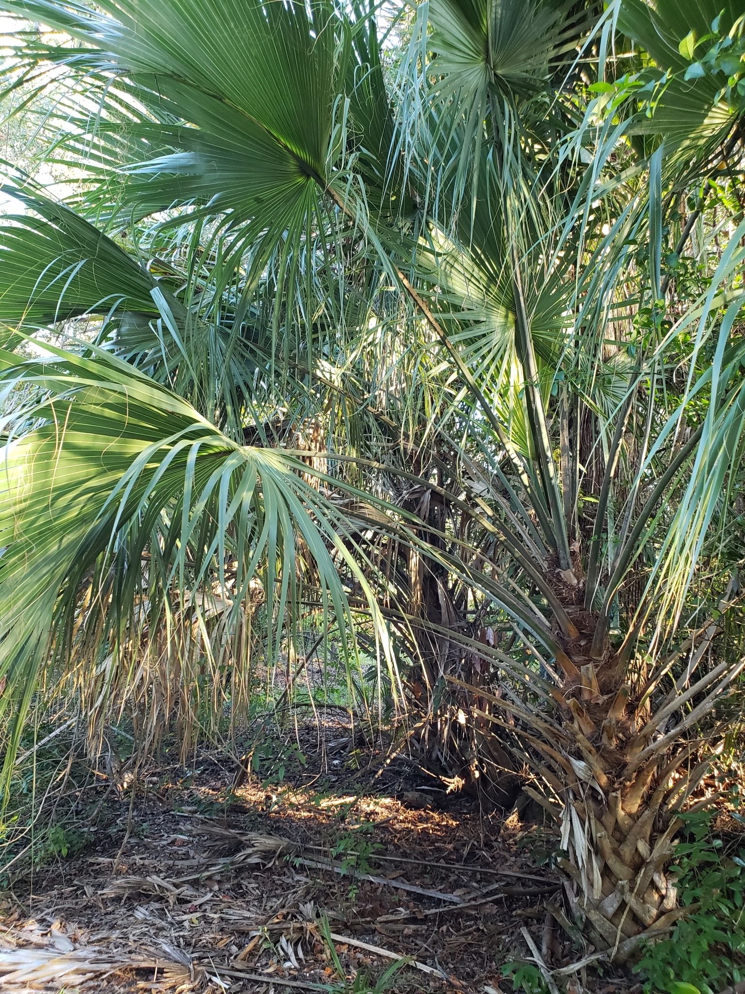 Cabbage Palmetto in Pinellas County, Florida (10/11/2021).